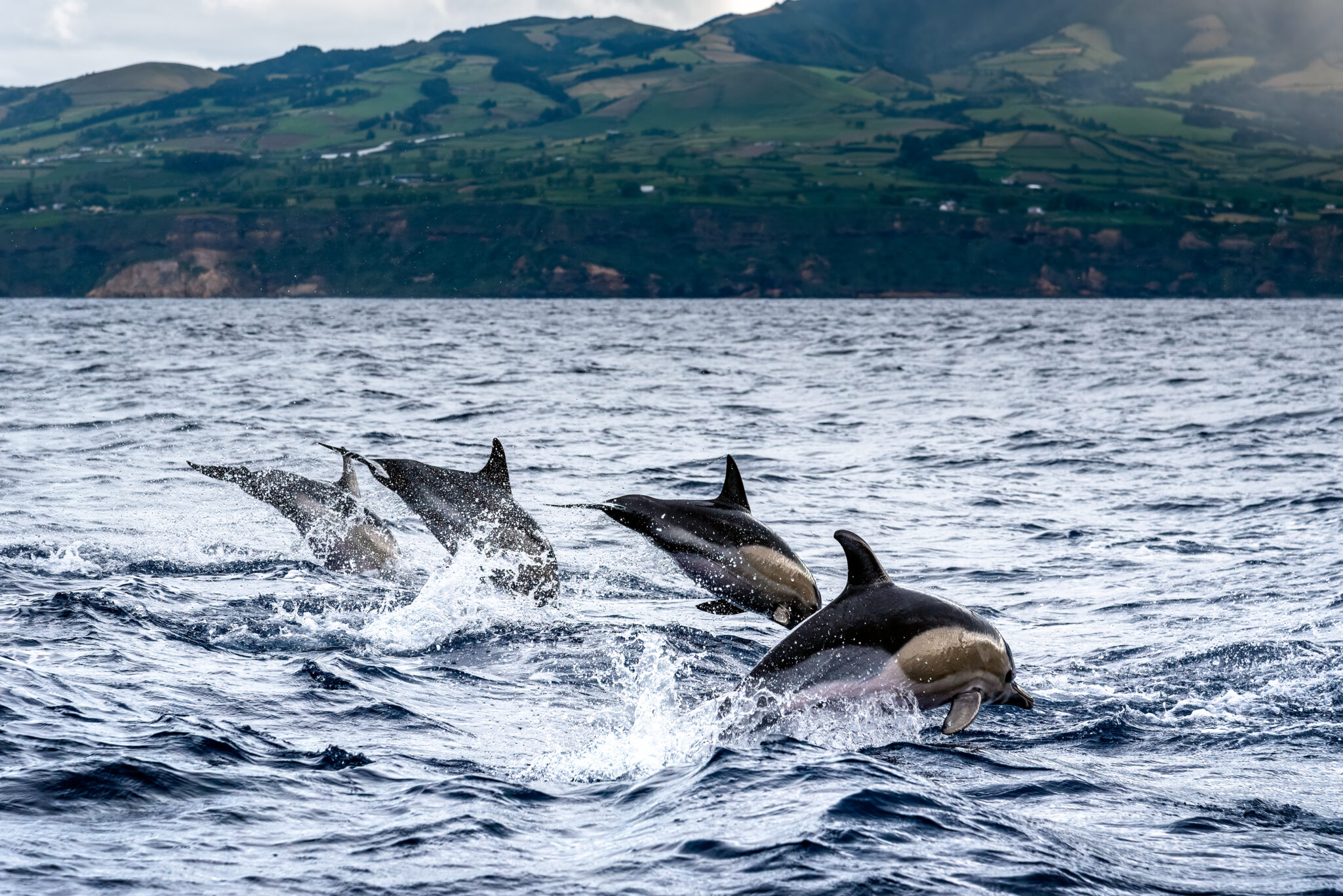 Dolphins jumping in the sea at Sao Miguel Island in the Azores. Delphinus delphis