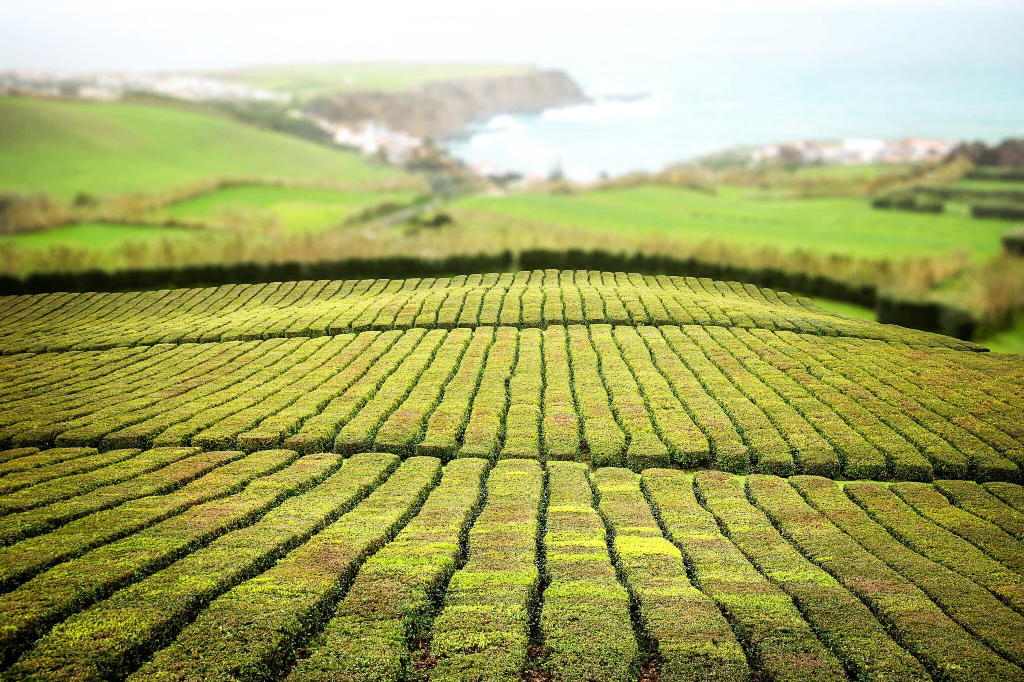 Green tea plantation with rows of plants on São Miguel, Azores island. Rolling hills, coastal background, and vibrant landscape under soft natural light.