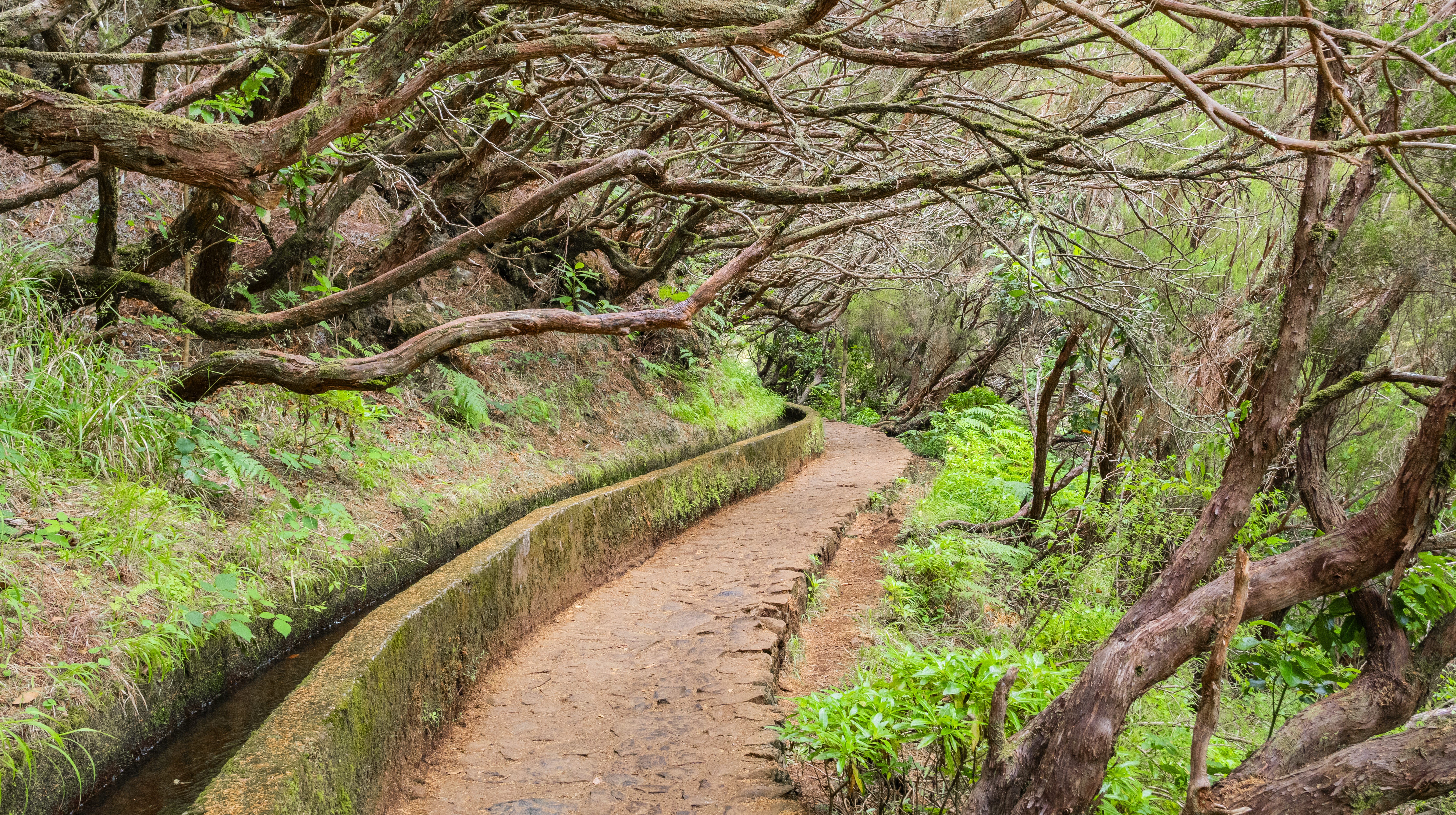 Levada do Risco, Mountain Footpath, Irrigation Channel Maintenance Trail, Madeira, Portugal, Europe
