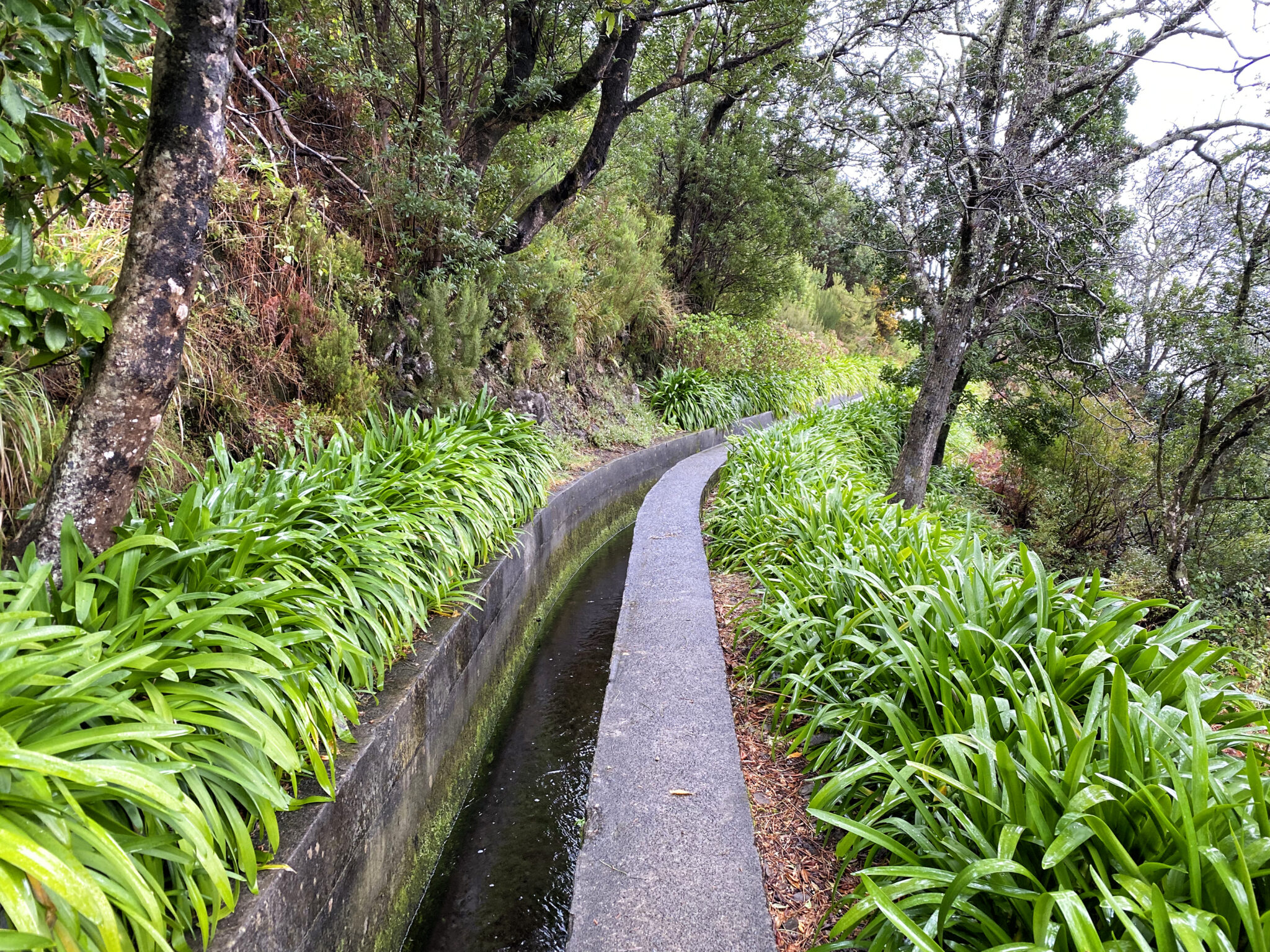 beautiful Madeira landscape with Folhadal levada
